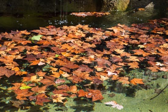 canva fallen leaves of sycamore MAC392uzPtM