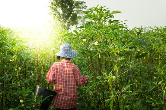 canva farmer harvesting okra MAEQZ2y6nwA