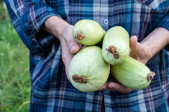 canva farmer holds organic zucchini MAEQr5j6hS0