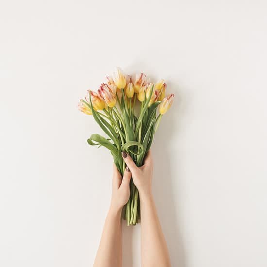 canva female hands holding fresh tulips on white background MAECE1HaBs4