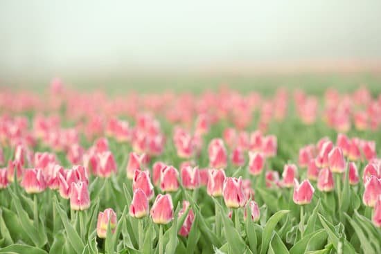 canva field of beautiful blooming pink tulips MAD QsXf20U
