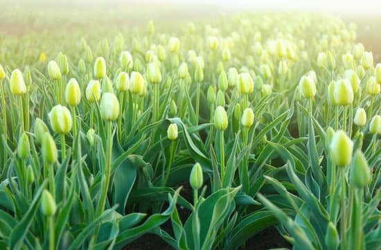 canva field of beautiful blooming tulips MAD QhPJBho