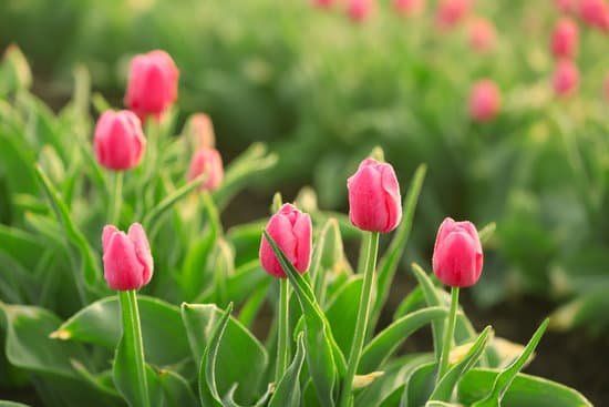 canva field of beautiful pink blooming tulips MAD Qv4bbuA