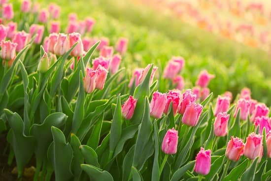 canva field of beautiful pink blooming tulips MAD Qv93U U