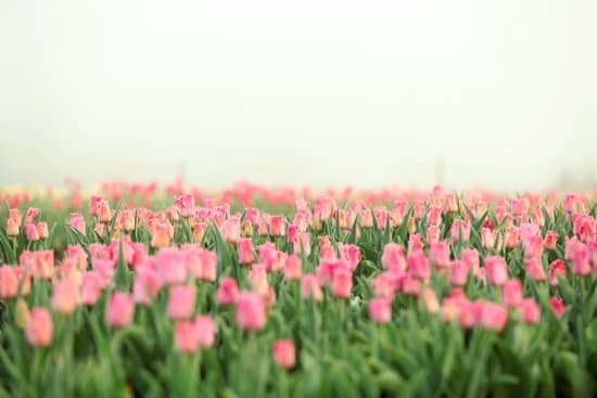 canva field of blooming tulips MAD QiLra3o