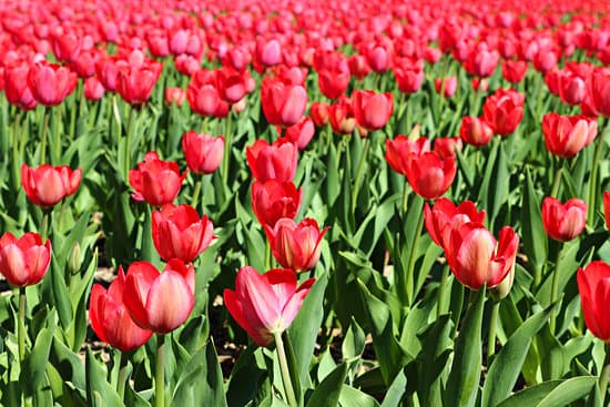 canva field of blooming tulips MAESRYroz0Y