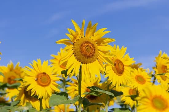 canva field of blossoming sunflowers against the blue sky MAD8bL8PNEE