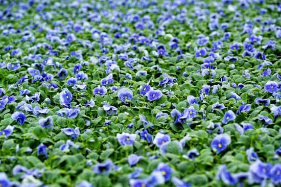 canva field of colorful blue violets MAEOndiG7kI