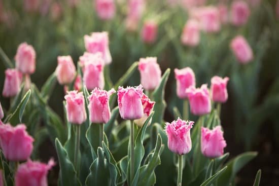 canva field of pink beautiful blooming tulips MAD QklNwB8