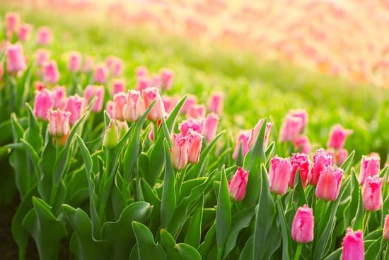 canva field of pink tulips on daylight MAD Qo48kUI