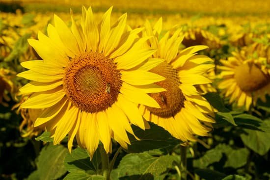 canva field of sunflowers MAEIZiT ZX4
