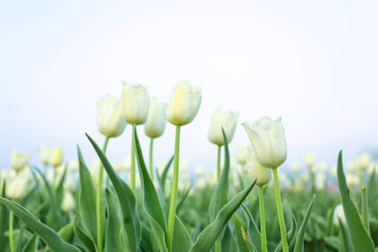 canva field of white tulips MAD QmK3Ats