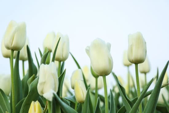 canva field of white tulips MAD Qs9gXhg