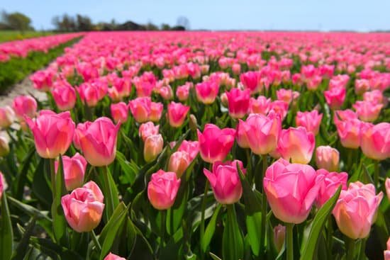 canva fields full of tuliptulips MAD9XBHaBow