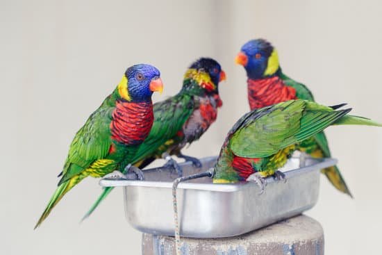 canva flock of lorikeet parrots feeding from a bowl MAELGoM58ZE