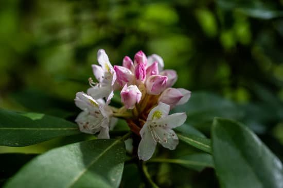 canva flowering rhododendron plant MAEBuO