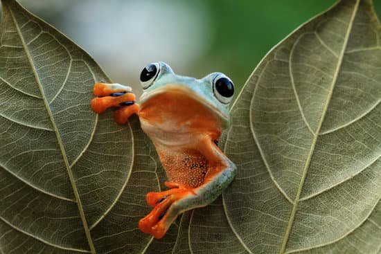 canva flying frog looking around on leaves tree frog on leaves MADTlL M2mU
