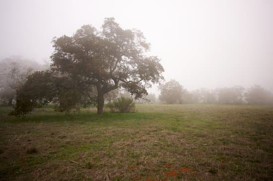 canva foggy countryside and oak trees MABTKjOoDTY