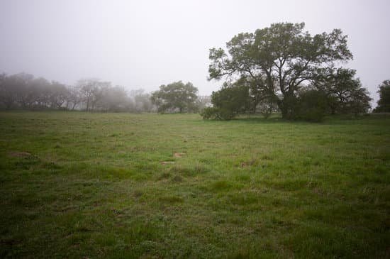 canva foggy countryside and oak trees MABTKrgPRjY