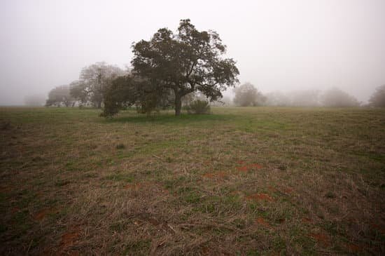 canva foggy countryside and oak trees MABTKs44LgY