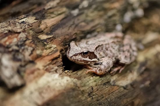 canva forest frog disguises itself in the bark of a tree MAEOVdS 5aM