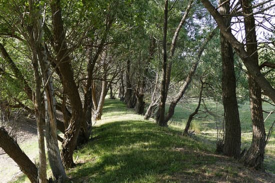 canva forest path between willow trees willow trees MADm5GlPUgI