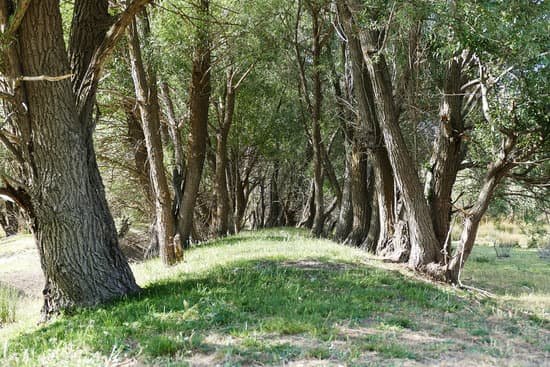 canva forest path between willow trees willow trees MADm5IMnP M