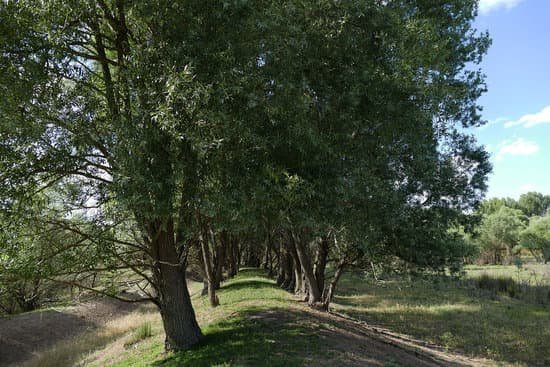 canva forest path between willow trees willow trees MADm5KEhhKc