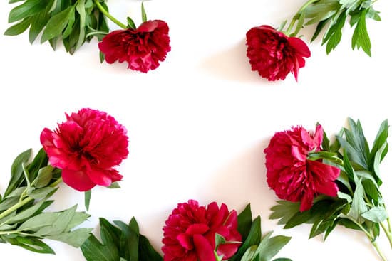 canva frame made of red peonies and green leaves MAEQAySiHjM