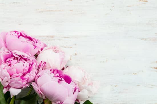 canva fresh bunch of pink peonies on a white wood background MAD61MBIT3E