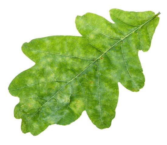 canva fresh green oak leaf close up isolated on white MADBo YLoY