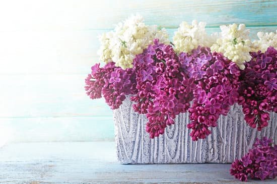 canva fresh lilac on wooden background MAD Qg PWE0