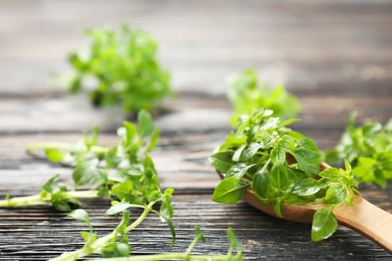 canva fresh oregano on a wooden table