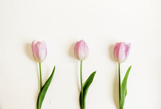 canva fresh pale pink tulips on white background MAEScJ M8Ro