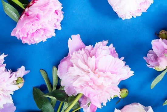 canva fresh peony flowers