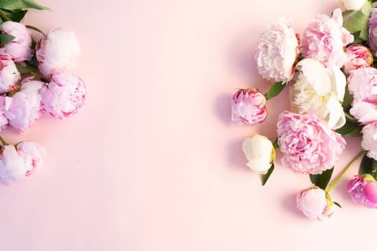 canva fresh peony flowers flat lay MAD7MEE