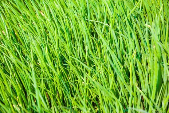 canva fresh scallion MADA7c543BA