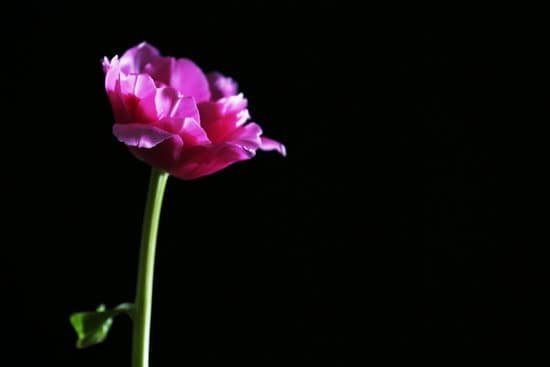 canva fresh tulip blossom on black background MAD MIgvuf8