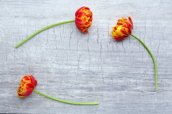 canva fresh tulips on wooden background MAD