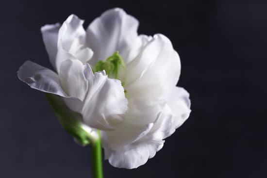 canva fresh white tulip on gray background MAD MO nTsg