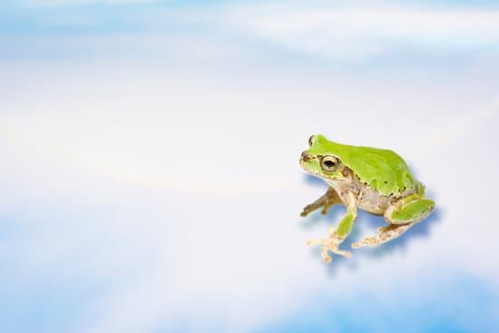 canva frog MAC BQldy7w