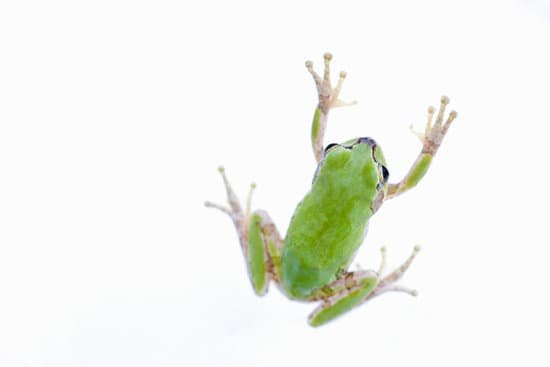 canva frog MAC Bdhta6U