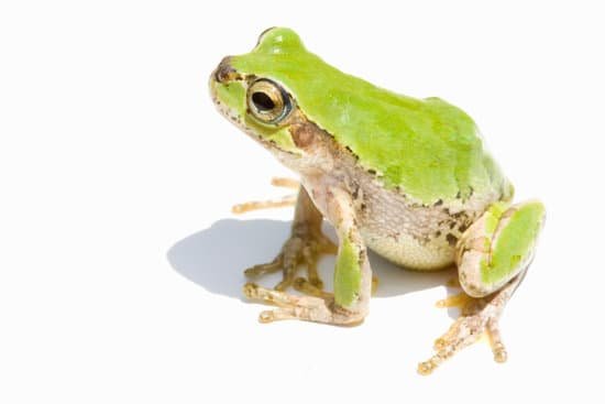 canva frog MAC BjHqzT8