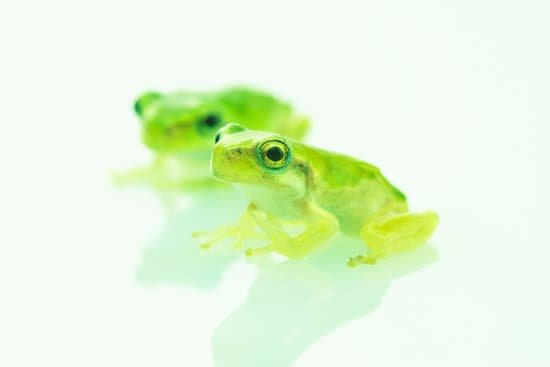 canva frog MAC CAIAP 0