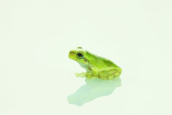 canva frog MAC CJX7oCU