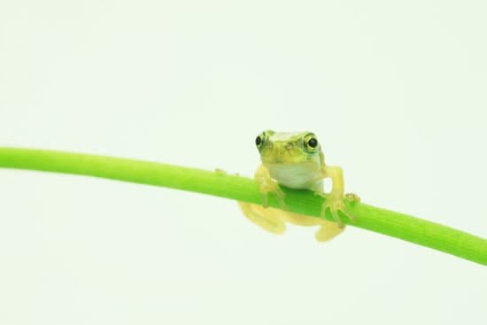 canva frog MAC CU1EmLs