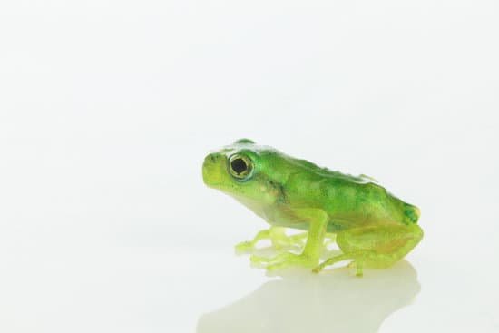 canva frog MAC Cd8aJ50