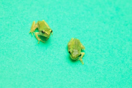 canva frog MAC