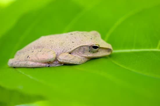 canva frog MAC9gOZZ hg