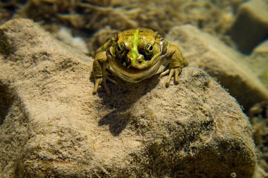 can-african-clawed-frogs-eat-earthworms-jacanswers